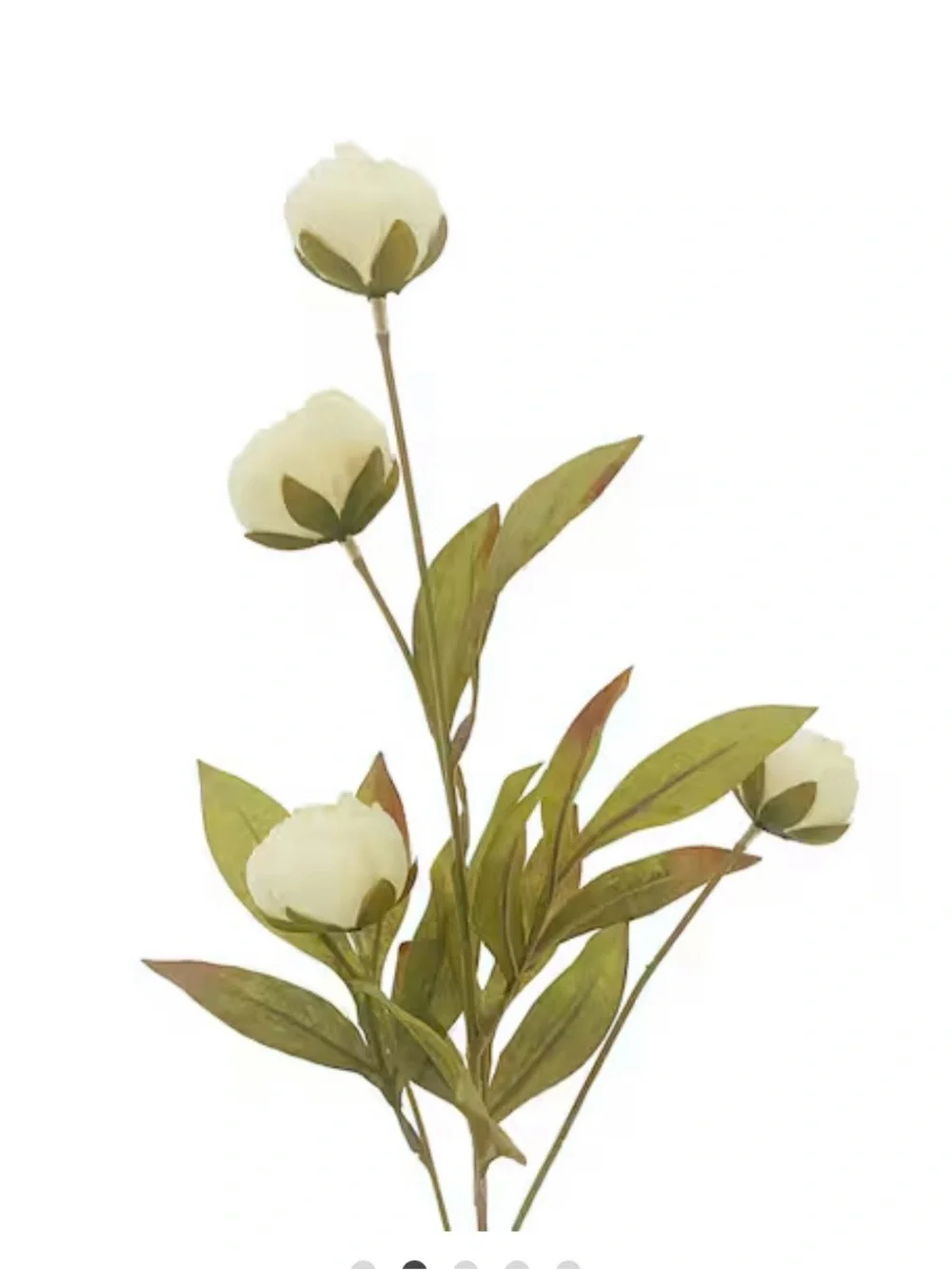 8 Stems---Ashland Cream Peony Stem with Olive Green Foliage - Picture 2 of 3
